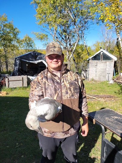 Snow Goose