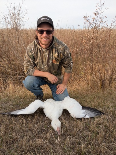 Snow Goose
