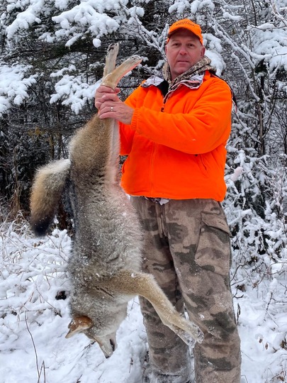 Coyote