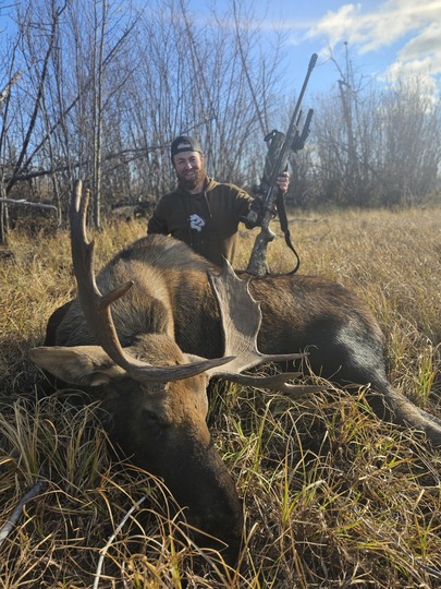 Bull Moose