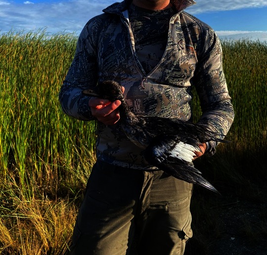Snow Goose
