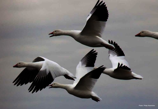 Snow Goose