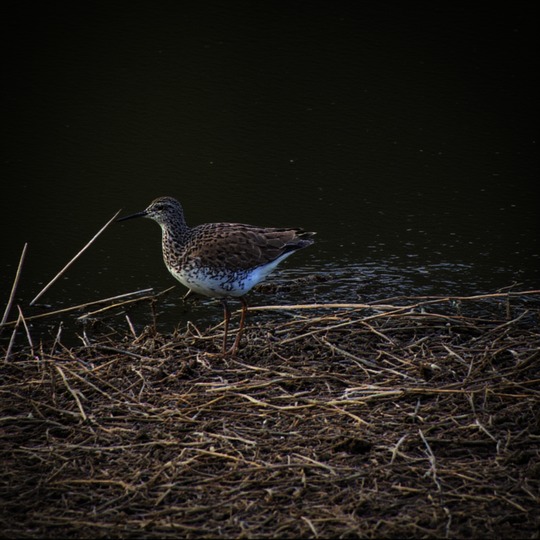 Snipe